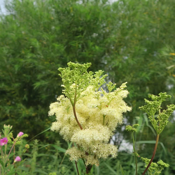 Filipendula Ulmaria Meadowsweet Healing Alternative Medicine — Stock Photo, Image