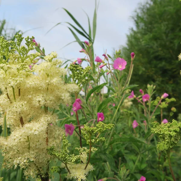 Filipendula Ulmaria Σπειραία Μια Θεραπευτική Εναλλακτική Ιατρική Εικόνα Αρχείου