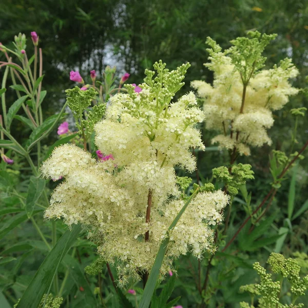 Filipendula Ulmaria Pradera Una Medicina Alternativa Curativa Fotos de stock libres de derechos