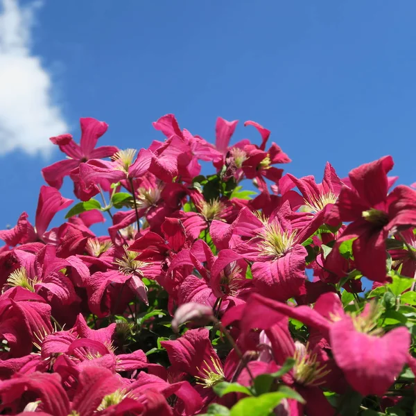 꽃으로 식물에는 어두운 보라색 마티스 로열티 프리 스톡 사진