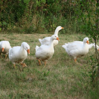 Genç serbest gezinen kazlar taze yeşil ot yemek