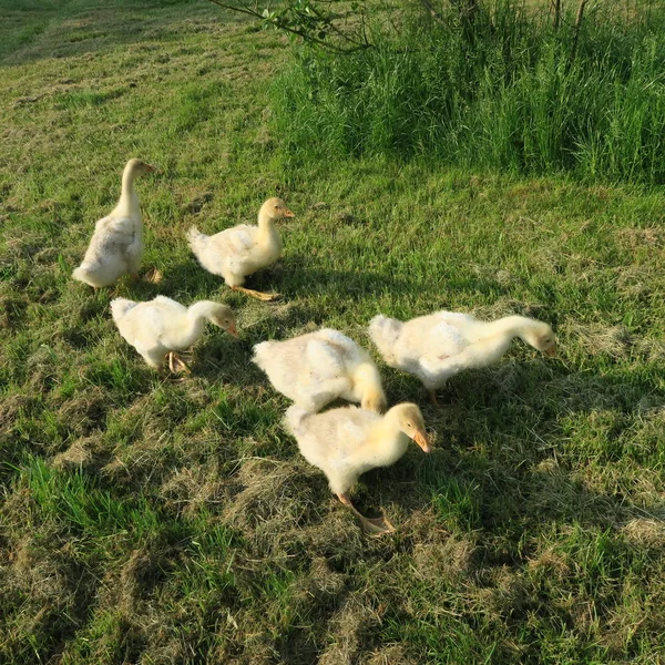 Jonge Vrije Uitloop Ganzen Eten Vers Groen Gras — Stockfoto