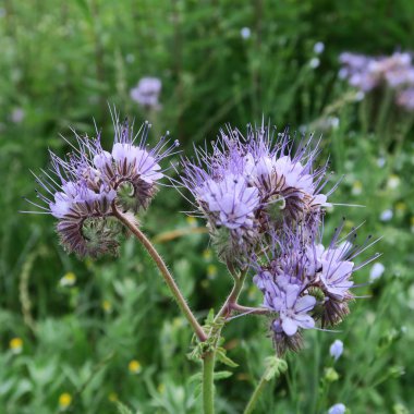Phacelia, a crop plant cultivated as a pasture and founding in Germany blooms in the field in summer purple clipart