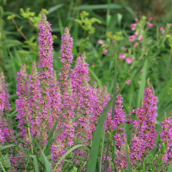 Lythrum Salicaria Кровавое Растение Растущее Влажных Болотах Древнее Лекарственное Растение — стоковое фото