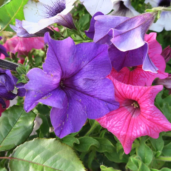 Petunie Kolorowy Kwitnienia Wiszące Roślin Ogrodzie — Zdjęcie stockowe