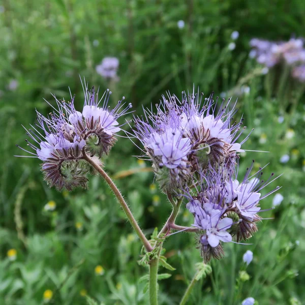 Phacelia Una Planta Cultivada Como Pasto Fundada Alemania Florece Campo Imágenes de stock libres de derechos