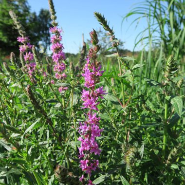 Lythrum salicaria, ıslak bataklık lekeler, eski bir tıbbi bitki büyüyen bloodwort