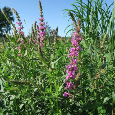 Lythrum salicaria, ıslak bataklık lekeler, eski bir tıbbi bitki büyüyen bloodwort