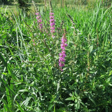 Lythrum salicaria, ıslak bataklık lekeler, eski bir tıbbi bitki büyüyen bloodwort