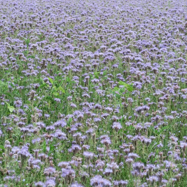 Phacelia Gröda Växt Odlas Som Betesmark Och Grundande Tyskland Blommar — Stockfoto