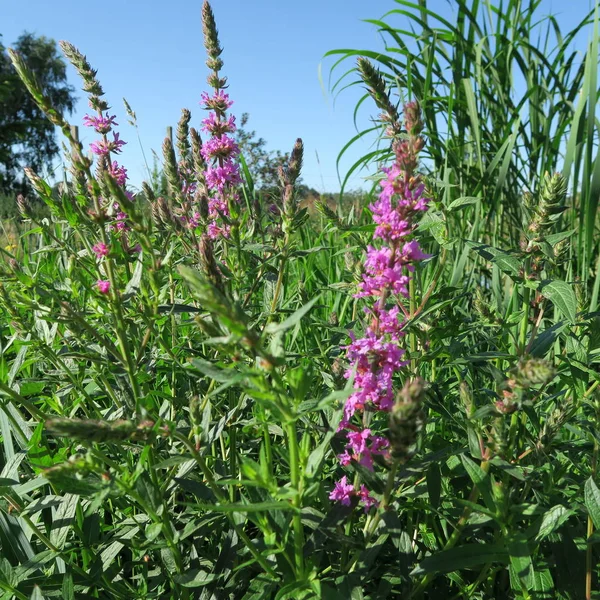 Lythrum salicaria, ıslak bataklık lekeler, eski bir tıbbi bitki büyüyen bloodwort