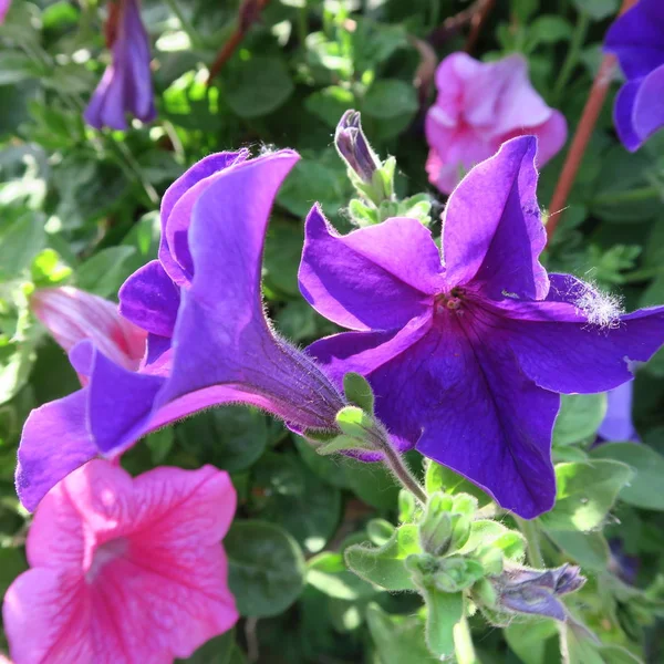 Petunie Kolorowy Kwitnienia Wiszące Roślin Ogrodzie — Zdjęcie stockowe