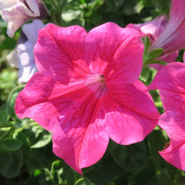 Petunia Цветной Цветочный Висячий Завод Летнем Саду — стоковое фото