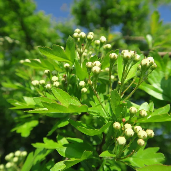 Crataegus Geschlossene Weiße Blüten Aus Weidenbüscheln Alte Heilpflanze lizenzfreie Stockfotos