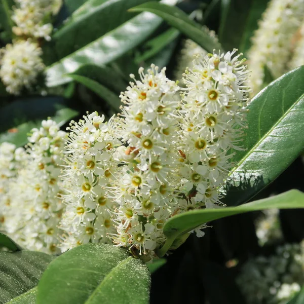 Prunus Laurocerasus Laurel Cereza Arbusto Verde Con Flores Blancas Primavera Fotos de stock