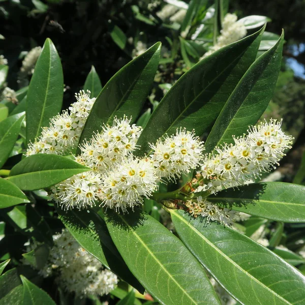 Prunus Laurocerasus Kirschlorbeer Grüner Strauch Mit Weißen Blüten Frühling lizenzfreie Stockfotos