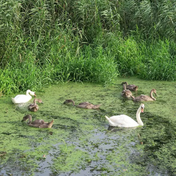 Familia Cisnes Con Seis Cisnes Jóvenes Grises Estanque Con Algas —  Fotos de Stock