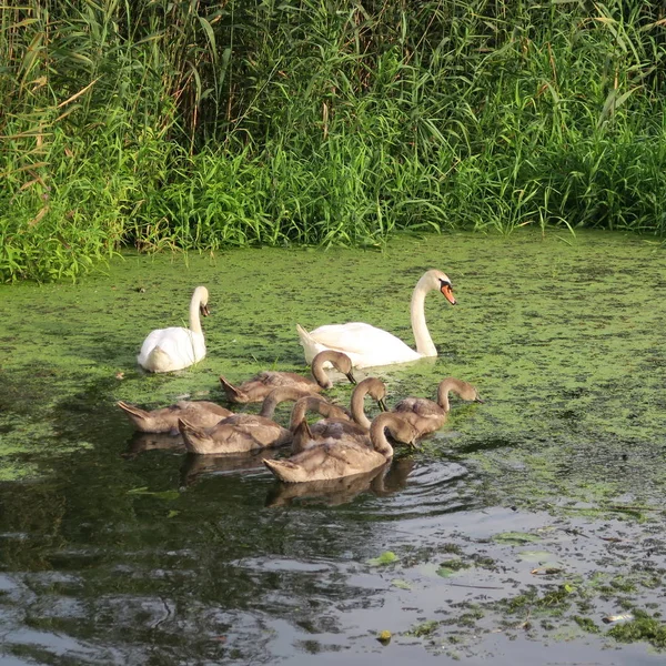 Familia Cisnes Con Seis Cisnes Jóvenes Grises Estanque Con Algas —  Fotos de Stock