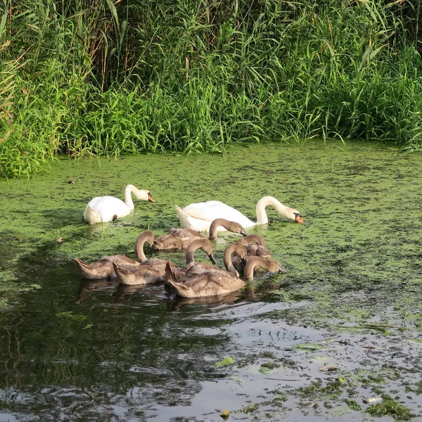 Familia Cisnes Con Seis Cisnes Jóvenes Grises Estanque Con Algas —  Fotos de Stock