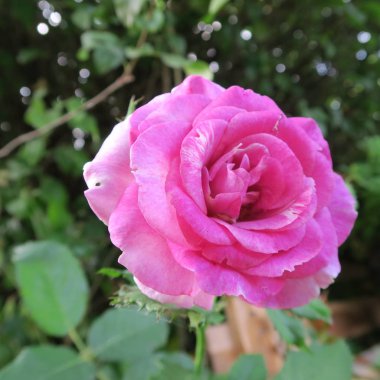 taze bir bahçede yaz aylarında çiçek açan gül renkli