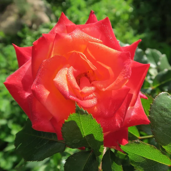 Rosas Coloridas Frescas Florescendo Verão Jardim — Fotografia de Stock