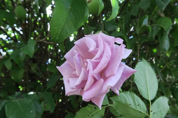 Цветущие Свежие Розы Летом Саду — стоковое фото
