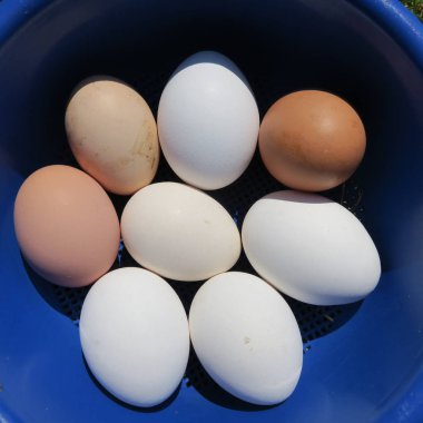 mavi bir fincan taze farklı tavuk yumurta