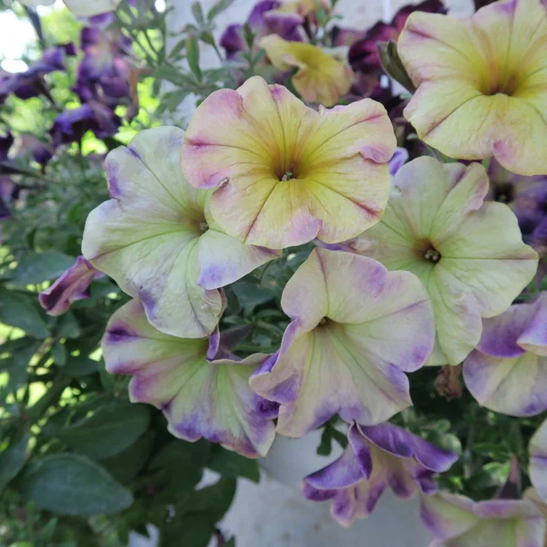 정원에서 다채로운 피튜니아 — 스톡 사진