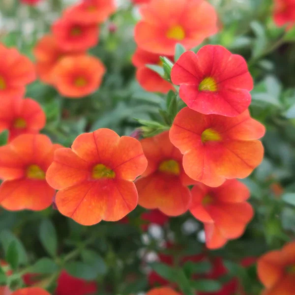 Bunt Blühende Petunien Beliebte Sommerblume Garten — Stockfoto