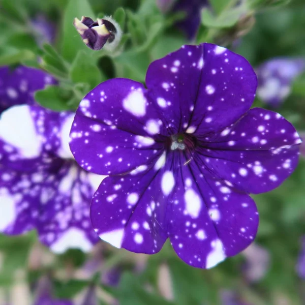 Kolorowy Kwiat Kwitnący Petunie Popularne Latem Ogrodzie — Zdjęcie stockowe