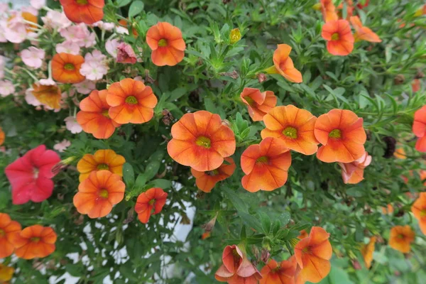 Bunt Blühende Petunien Beliebte Sommerblume Garten — Stockfoto