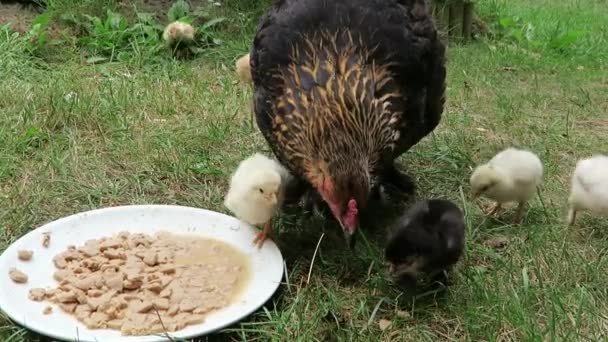 Galinha Fofa Animada Recém Nascida Primeiro Passeio Com Mãe Fazenda — Vídeo de Stock