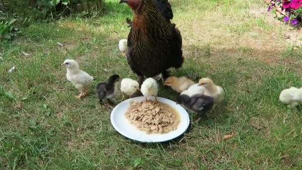 Κοτόπουλο Γκόμενα Χαριτωμένο Ζωντανό Φρεσκοτριμμένο Γεννήθηκε Στις Την Εκδρομή Μητέρα — Αρχείο Βίντεο