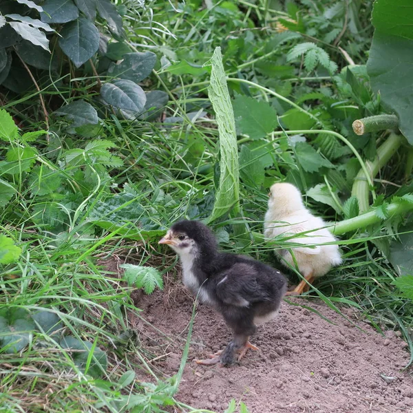 Kurczaka Chick Ładny Żywy Świeżo Wycieczka Matką Farmie — Zdjęcie stockowe