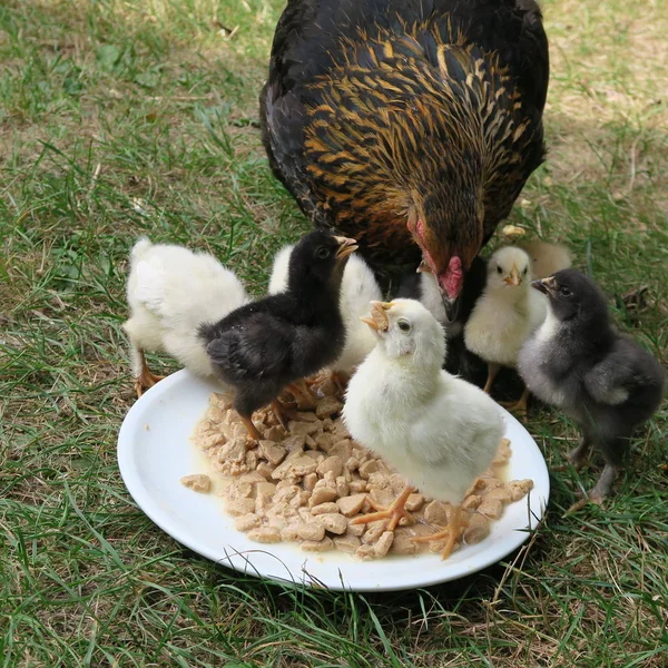 Galinha Fofa Animada Recém Nascida Primeiro Passeio Com Mãe Fazenda — Fotografia de Stock