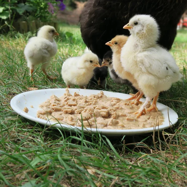 Kycklingen Chick Söt Livlig Färskmalet Född 1St Utflykt Med Mor — Stockfoto