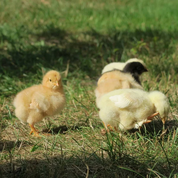 小鸡鸡 刚出生在第一郊游与母亲在农场 — 图库照片