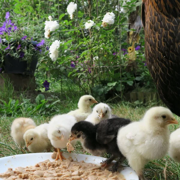 Galinha Fofa Animada Recém Nascida Primeiro Passeio Com Mãe Fazenda — Fotografia de Stock