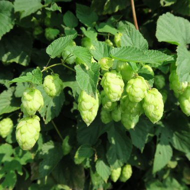 Humulus lupulus, şerbetçiotu, çiçek bira için