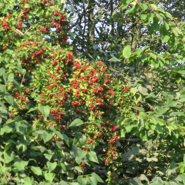 Röda Bär Crataegus Hagtorn Medicinal Växt Och Ätliga Frukter — Stockfoto