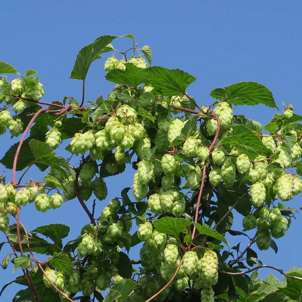 Humulus Lupulus Şerbetçiotu Çiçek Bira Için — Stok fotoğraf