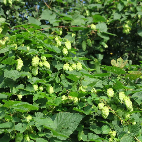 Humulus Lupulus Şerbetçiotu Çiçek Bira Için — Stok fotoğraf