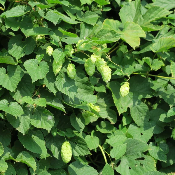 Humulus Lupulus Şerbetçiotu Çiçek Bira Için — Stok fotoğraf