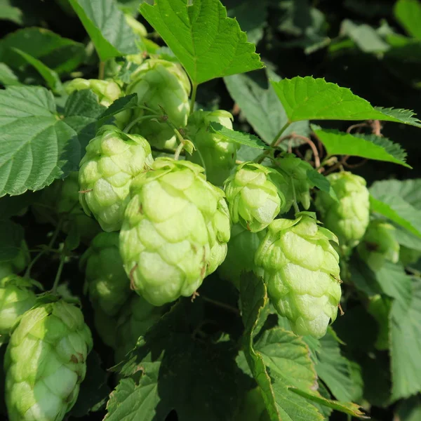 Humulus lupulus, şerbetçiotu, çiçek bira için