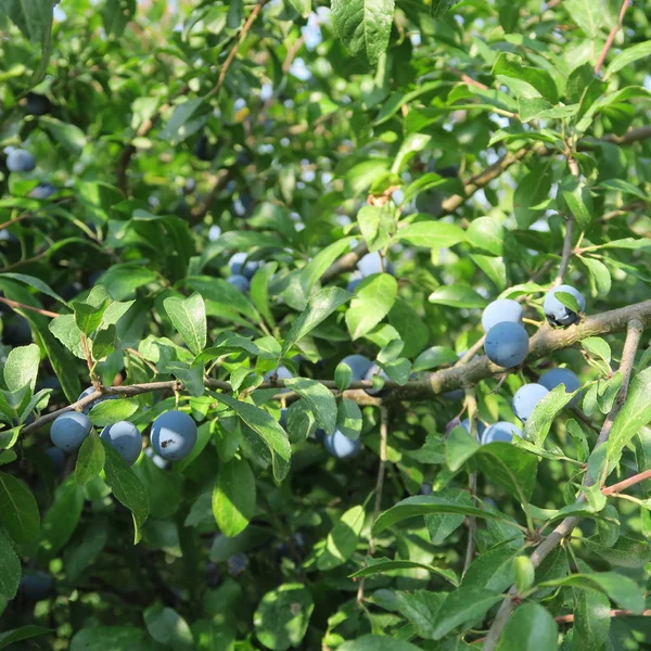 Prunus Spinosa Tarniny Niebieski Jesiennych Owoców Roślin Leczniczych Popularne Jak — Zdjęcie stockowe