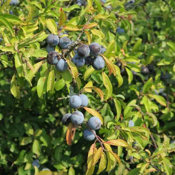 Prunus Spinosa Kökény Kék Őszi Gyümölcs Gyógynövény Népszerű Mint Lekvár — Stock Fotó