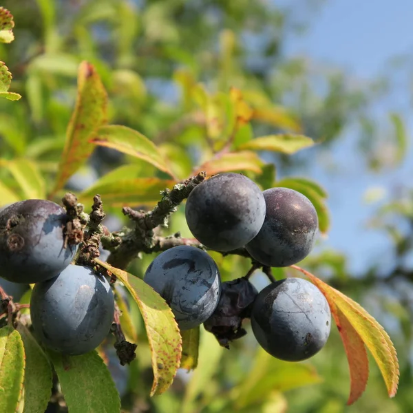 Prunus Spinosa Kökény Kék Őszi Gyümölcs Gyógynövény Népszerű Mint Lekvár — Stock Fotó