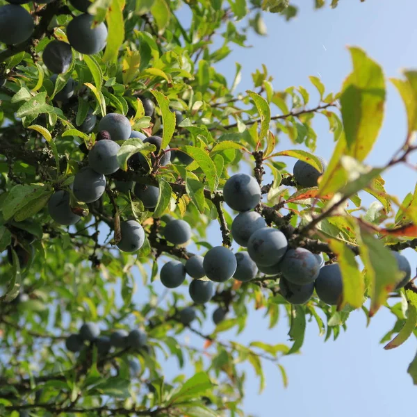 Prunus Spinosa Kökény Kék Őszi Gyümölcs Gyógynövény Népszerű Mint Lekvár — Stock Fotó