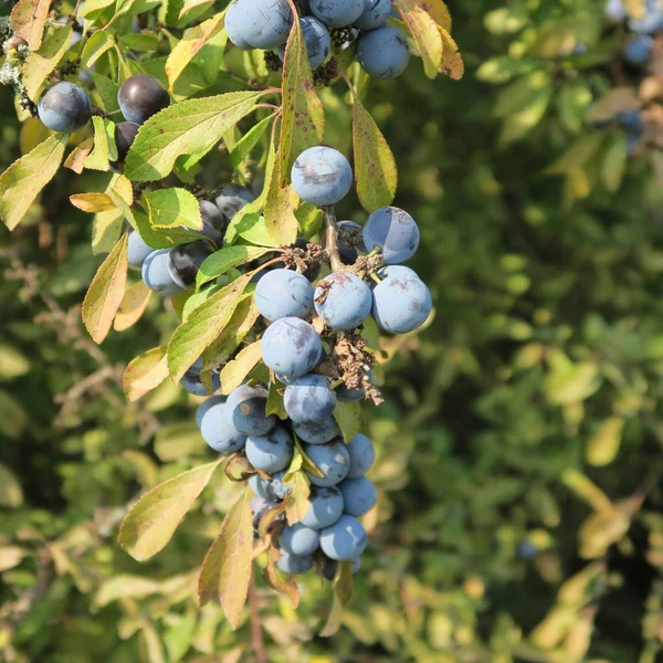 Prunus Spinosa Kökény Kék Őszi Gyümölcs Gyógynövény Népszerű Mint Lekvár — Stock Fotó