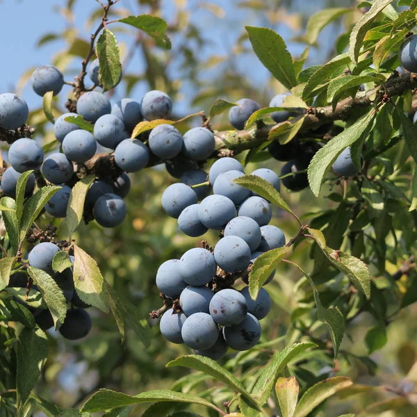 Prunus Spinosa Trnka Modrá Podzimní Ovoce Léčivé Rostliny Populární Jako — Stock fotografie